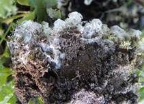 Bereifte Schildflechte, Foto 6