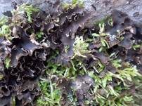 Bereifte Schildflechte, Foto 7