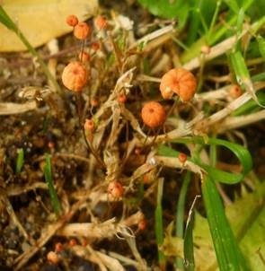 Grasschwindling, Foto 3