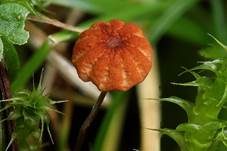 Grasschwindling, Foto 14