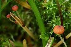 Grasschwindling, Foto 16