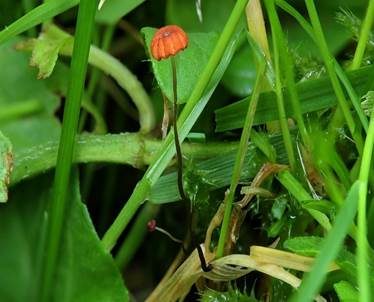 Grasschwindling, Foto 7