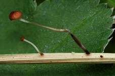 Grasschwindling, Foto 10