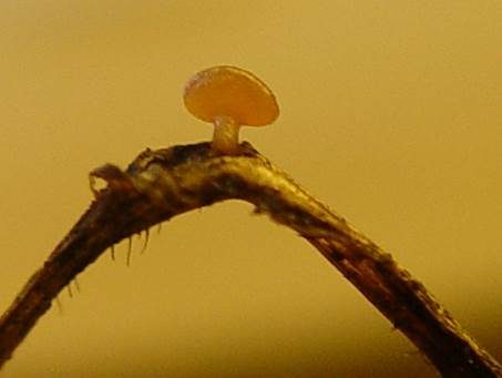 Gras-Stromabecherling, Foto 2