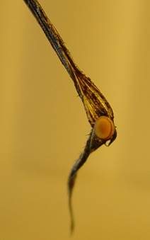 Gras-Stromabecherling, Foto 4