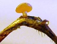 Gras-Stromabecherling, Foto 6