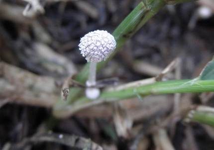 Grastintling, Foto 5