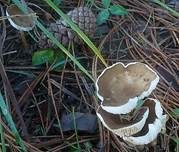 Grasweichritterling, Foto 14