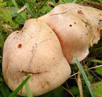 Graublättriger Klumpfuß, Foto 4