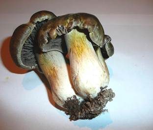 Graublättriger Ritterling, Foto 6
