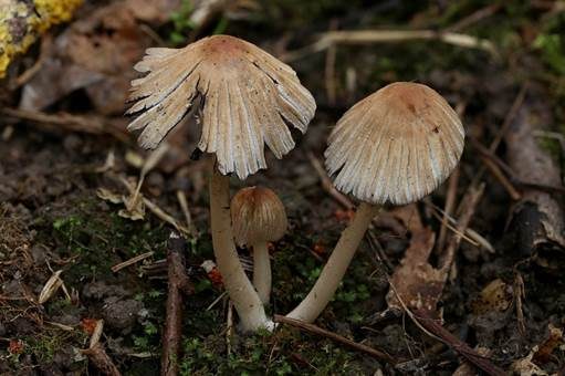Graublättriger Tintling, Foto 2