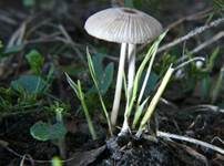 Graublättriger Tintling, Foto 15