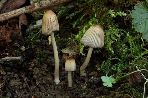 Graublättriger Tintling, Foto 4