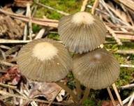 Graublättriger Tintling, Foto 23