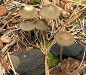 Graublättriger Tintling, Foto 24