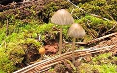 Graublättriger Tintling, Foto 26