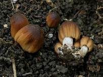 Graublättriger Tintling, Foto 5