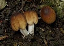 Graublättriger Tintling, Foto 9