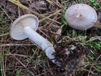 Graublättriger Trichterling, Foto 6
