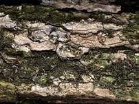 Graublauer Knotenrindenpilz, Foto 5