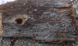 Graublauer Knotenrindenpilz, Foto 6
