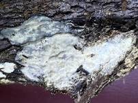 Graublauer Knotenrindenpilz, Foto 7