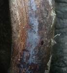 Graublauer Rindenpilz, Foto 6