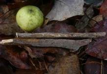 Graublauer Rindenpilz, Foto 7