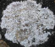 Graue Aspicilia, Foto 7