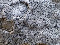 Graue Aspicilia, Foto 9