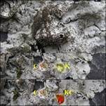 Graue Blattflechte, Foto 7