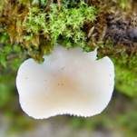 Bereifter Anistrichterling, Foto 4