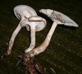 Bereifter Anistrichterling, Foto 5