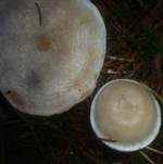 Bereifter Anistrichterling, Foto 6