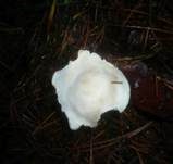 Bereifter Anistrichterling, Foto 7