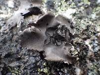Graue Nabelflechte, Foto 7