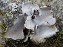 Graue Nabelflechte, Foto 11