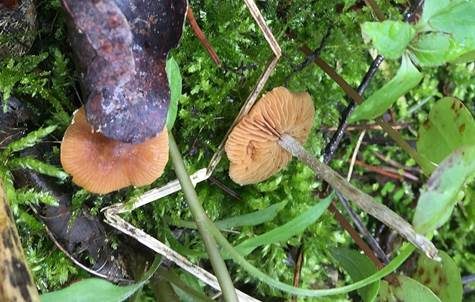Bereifter Häubling, Foto 5