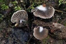 Grauer Adermoosling, Foto 5