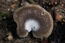 Grauer Adermoosling, Foto 7