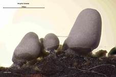 Grauer Kelchstäubling, Foto 12