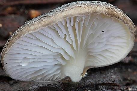Grauer Muscheling, Foto 3