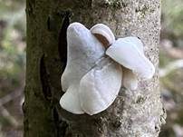 Grauer Muscheling, Foto 13