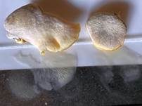 Grauer Muscheling, Foto 20