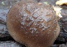 Grauer Muscheling, Foto 7