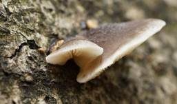 Grauer Muscheling, Foto 9
