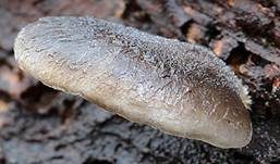 Grauer Muscheling, Foto 10