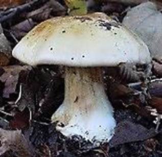 Bereifter Klumpfuß, Foto 4