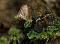 Grauer Nitrathelmling, Foto 22
