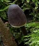 Grauer Nitrathelmling, Foto 30